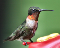 Popular North American Wild Birds - Hummingbird | F.M. Brown's