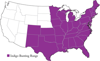 Popular North American Wild Birds - Indigo Bunting | F.M. Brown's