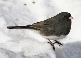 Popular North American Wild Birds - Junco | F.M. Brown's