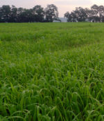 Sorghum and Sudan Hybrid-0