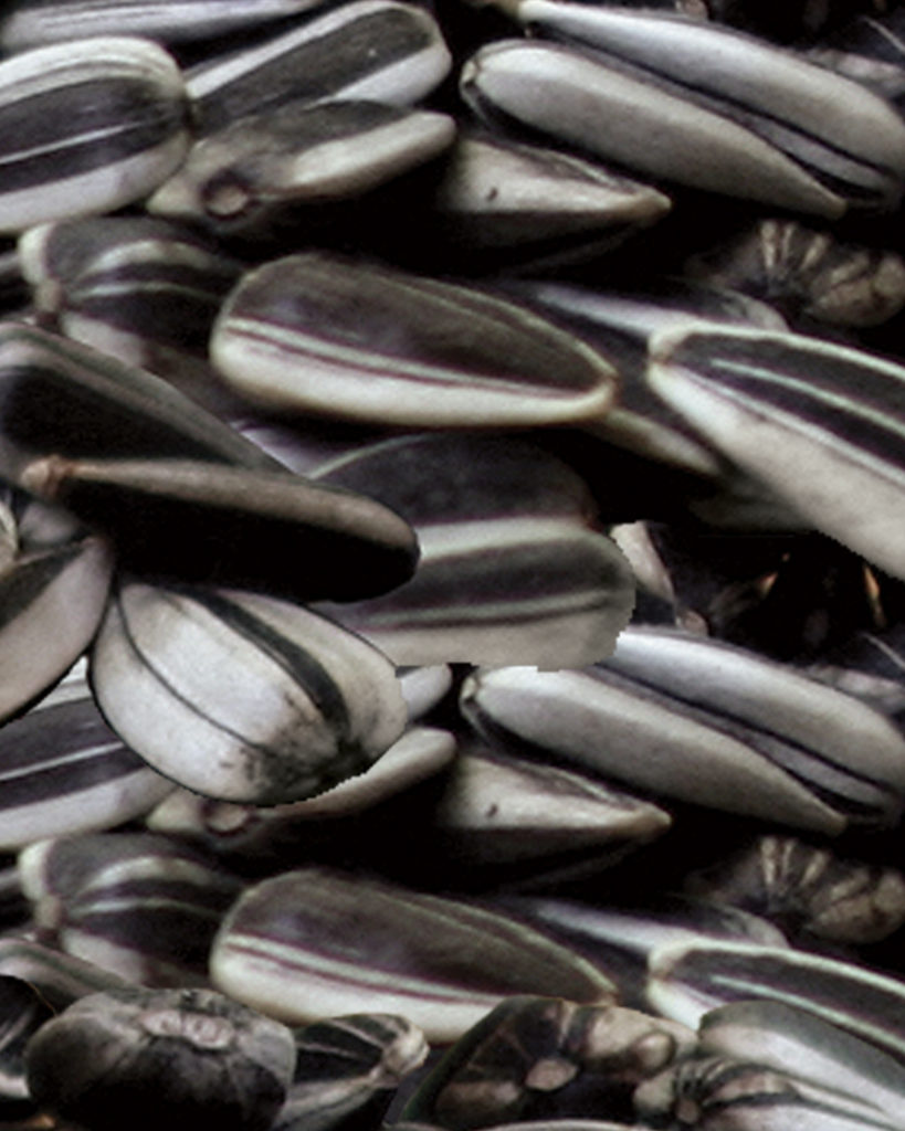 Striped Sunflower Seeds (Jumbo) Brown's