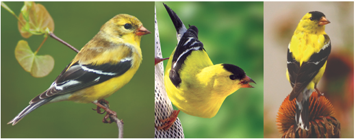 Popular North American Wild Birds - Goldfinch - Brown's