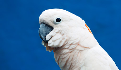 Bird Food, PetWorx, Online Pet Store