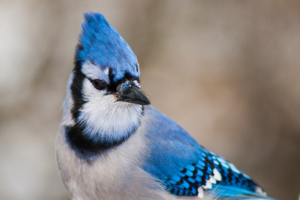 Blue Jays